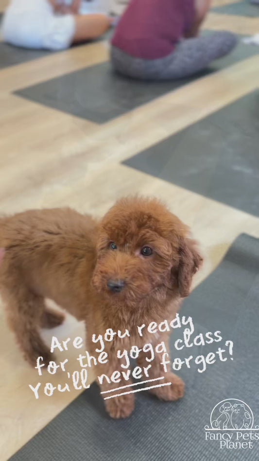 PUPPY YOGA CLASS